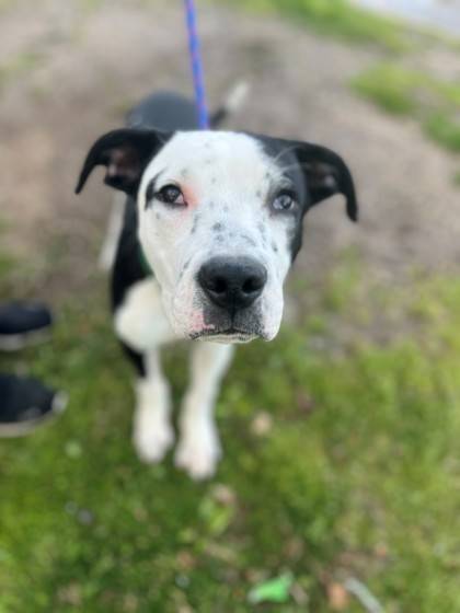 Bowie the Terrier Mix at Town of Hempstead Animal Shelter