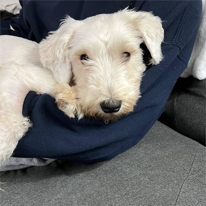 Ellie the Schnoodle at True North Pet Rescue Mission