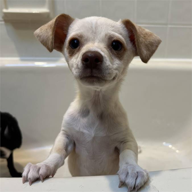 Sesame the Chihuahua Mix at Howls Rescue