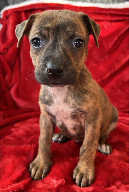 Pumkin Pie the Shepherd Mix at Posh Pets Rescue