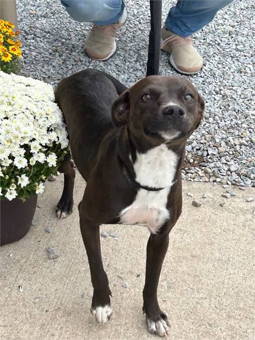 Daffodil the Black Labrador Retriever & Pit Bull Terrier Mix at JKRC Rescue