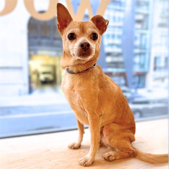 Pike Trickfoot the Chihuahua Mix at Rain or Shine Rescue