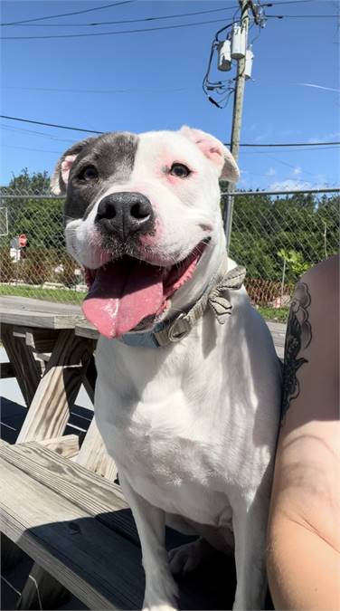 Mercy the Pit Bull Terrier at Plainfield Area Humane Society