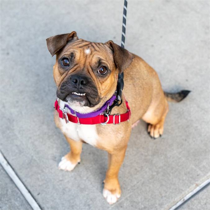 Lucille the English Bulldog Mix at Animal Haven