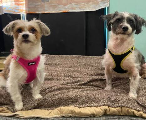 Bella and Oreo the Shih Tzu/Havanese Mix Bonded Pair at Bobbi & the Strays