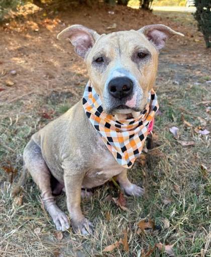 Izzy the Terrier Mix at Homeward Bound