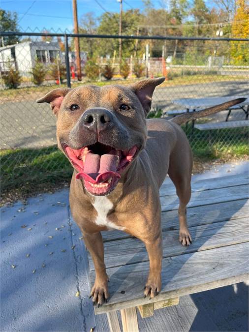 Alicia the Pit Bull Terrier at Plainfield Area Humane Society