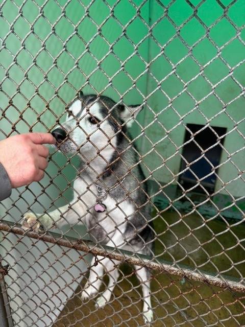 Kira the Husky at Four Legs Good NY/NJ