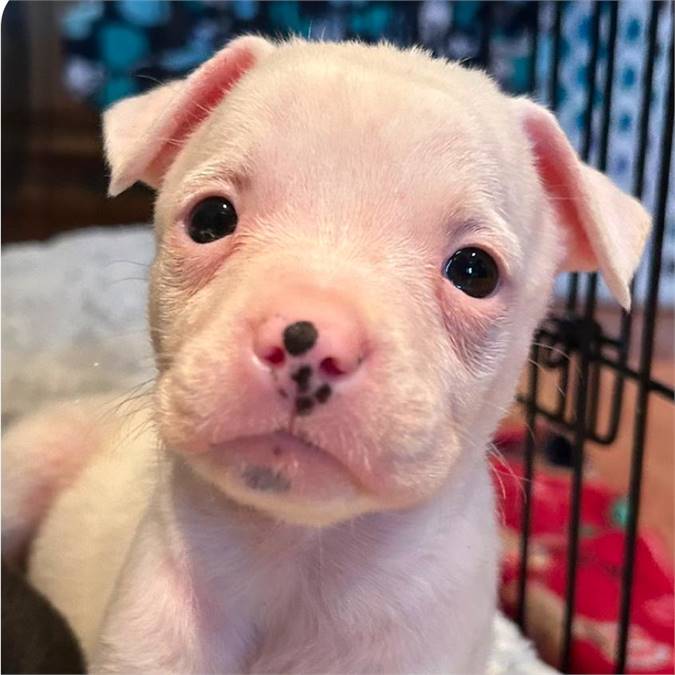 Mash Potato the Shepherd Mix at Posh Pets Rescue