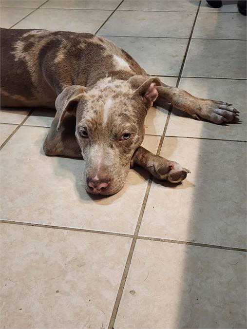 Peanut - Perfect Pup the Catahoula Leopard Dog at Wag On Inn Rescue