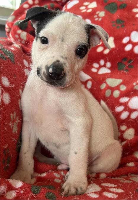 Cranberry the Shepherd Mix at Posh Pets Rescue