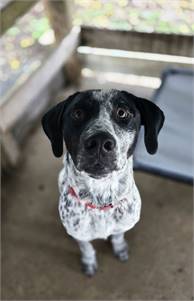 Jasper Blue - Just So Handsome the Pointer Mix at Wag On Inn Rescue