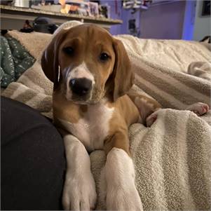 Dan (Dandelion) the Hound Mix at Long Road Home Rescue