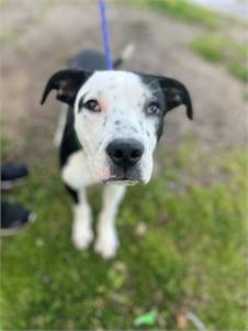 Bowie the Terrier Mix at Town of Hempstead Animal Shelter