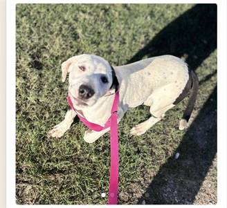 Meep - Marvelous Pup the Labrador Retriever & Hound Mix at Wag On Inn Rescue