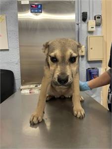 Aurora the Husky Mix at Town of Hempstead Animal Shelter