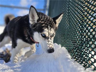 Blitz the Husky at Jersey City Animal Care & Control