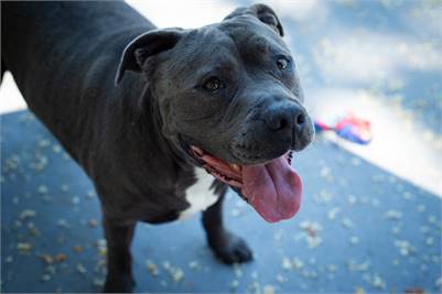 Quincy the Staffordshire Bull Terrier at Plainfield Area Humane Society