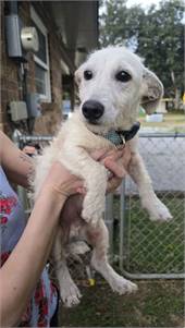 Oscar Cloud - Light and Fluffy the Wire Fox Terrier Mix at Wag On Inn Rescue