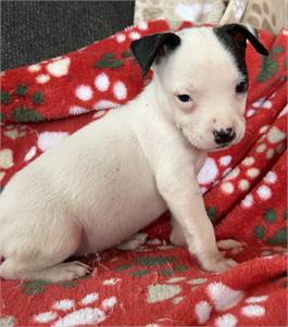 Cornbread the Shepherd Mix at Posh Pets Rescue