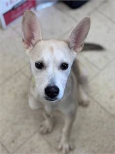 Aspen the Husky Mix at Town of Hempstead Animal Shelter