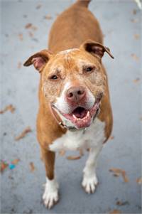 Zucchini the Pit Bull Terrier at Plainfield Area Humane Society