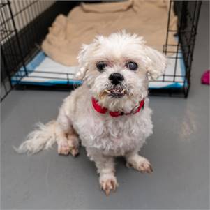 Rosie the Shih Tzu Mix at Animal Haven