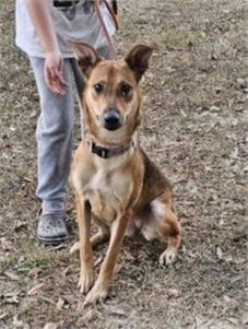 Helen - Sweet Shepherd the Shepherd & Hound Mix at Wag On Inn Rescue