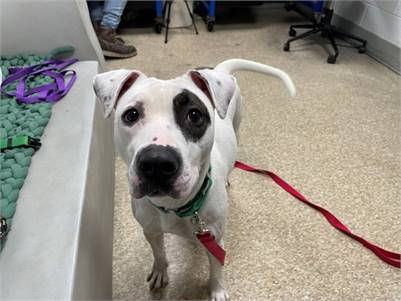 Alexi the Mixed Breed at Animal Care Centers of NYC