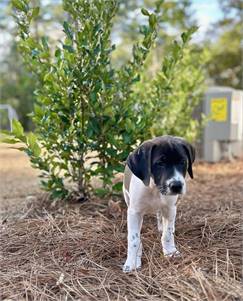 Basil the Hound Mix at Long Road Home Rescue