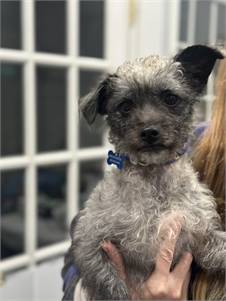 CindyLou the Schnoodle at Real Dog Rescue, Inc.