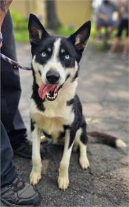 Hunter the Husky Mix at Four Legs Good NY/NJ