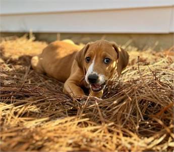 Azalea the American Foxhound Mix at Long Road Home Rescue