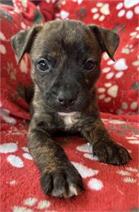 Green Bean the Shepherd Mix at Posh Pets Rescue