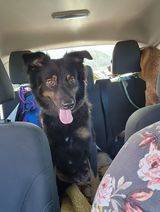 Molly the Australian Shepherd & Collie Mix at Wag On Inn Rescue