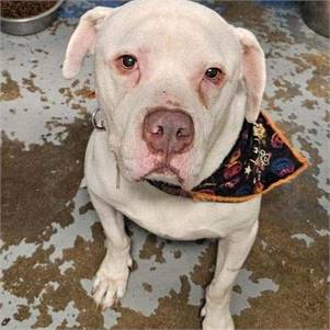 Giorgio the Pit Bull Terrier Mix at Pitties and Pals Rescue