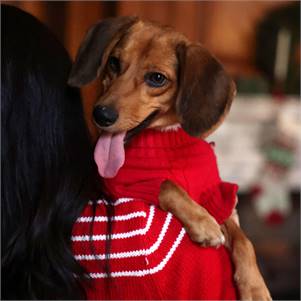 Autumn the Dachshund & Beagle Mix at True North Pet Rescue Mission