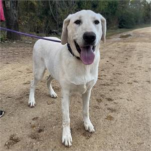 Angel the Yellow Labrador Retriever & Great Pyrenees Mix at A Second Chance for Ziva