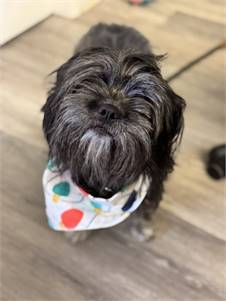 Luli the Shih Tzu Mix at AHS-Tinton Falls