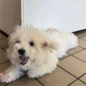 Tobias the Maltese Poodle (Miniature) at Second Chance Rescue NYC