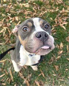 Donut the Mixed Breed at St. Hubert's Animal Welfare Center