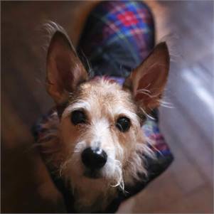 Chance the Terrier Mix at True North Pet Rescue Mission