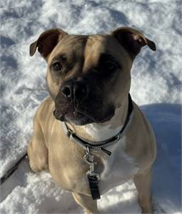 Waverly the Mixed Breed at St. Hubert's Animal Welfare Center