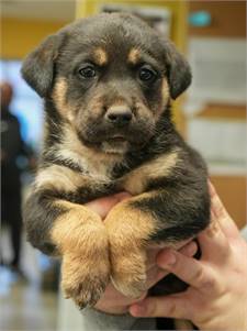 Kennedy the Beagle & Shepherd Mix at Rock n' Rescue