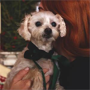 Bella the Maltese Mix at True North Pet Rescue Mission