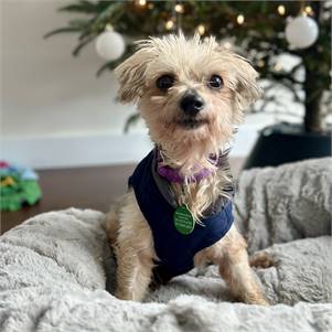 Clarence the Maltese Mix at True North Pet Rescue Mission