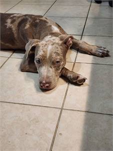 Peanut - Perfect Pup the Catahoula Leopard Dog at Wag On Inn Rescue