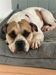 Layla the Bulldog at Long Road Home Rescue