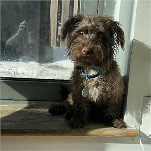 Bailey the Poodle Mix at True North Pet Rescue Mission