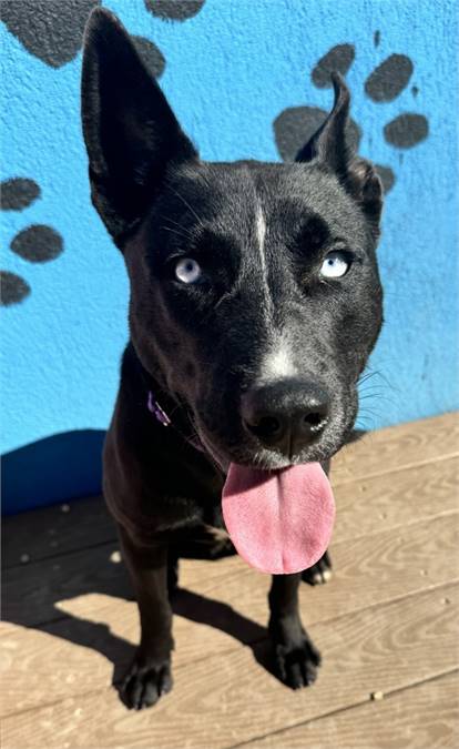 Geddy Lee the Siberian Husky & Labrador Retriever Mix at AHS-Tinton Falls